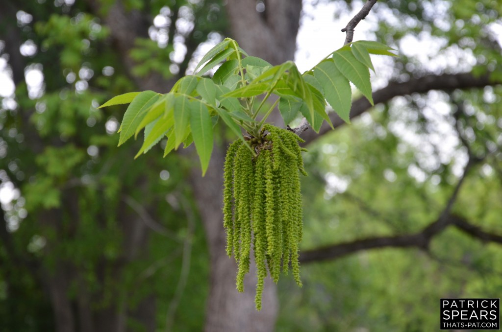 CHARTREUSE