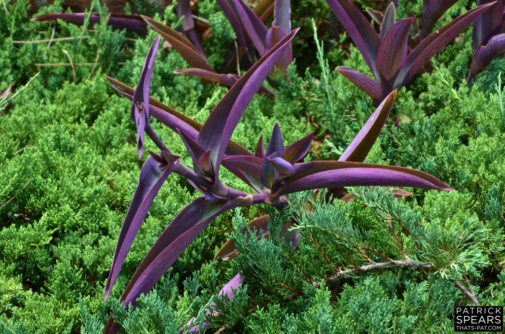 TRADESCANTIA PALLIDA THE PURPLE QUEEN